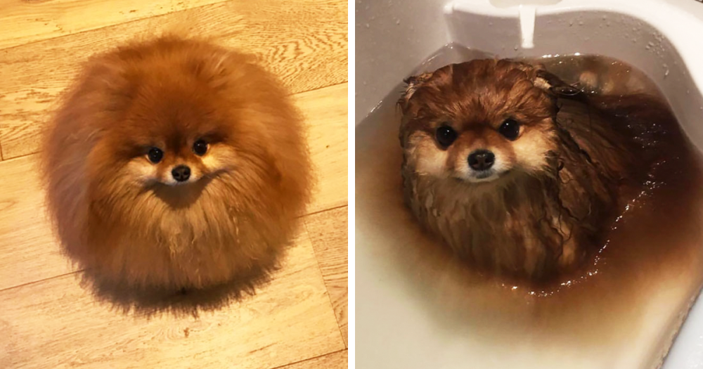adorable-pomeranian-melting-in-water-fb3.png
