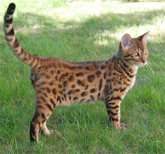 bengal-cats-and-kittens-028
