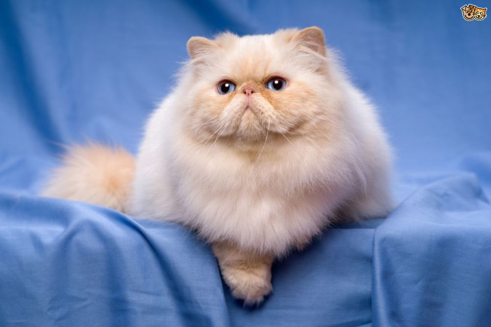 five-personality-traits-of-the-persian-cat-59cbc0cd0f41c.jpg