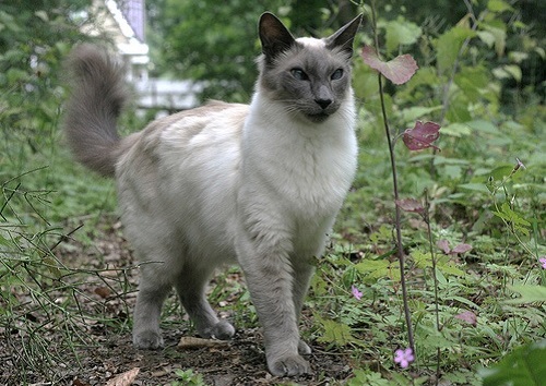 Javanese-Cat